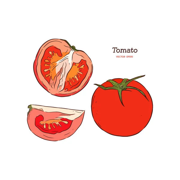 Tomat Vektorritning Skivad Bit Vegetabiliska Graverade Stil Illustration Detaljerade Vegetarisk — Stock vektor