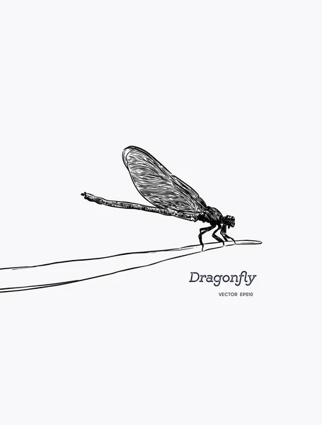 蜻蜓在叶子上 昆虫向量例证 手绘素描矢量 — 图库矢量图片