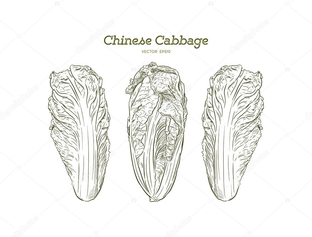 Hand drawn sketch chinese cabbages set. Exotic farm fresh vegetables vector illustration