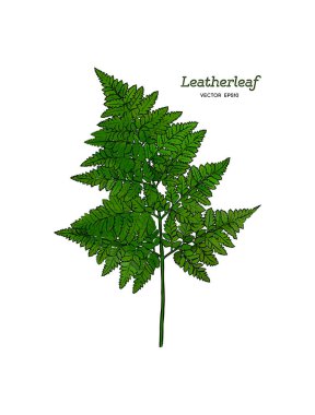 Sketch vektör yeşil leatherleaf fern, el çizmek.
