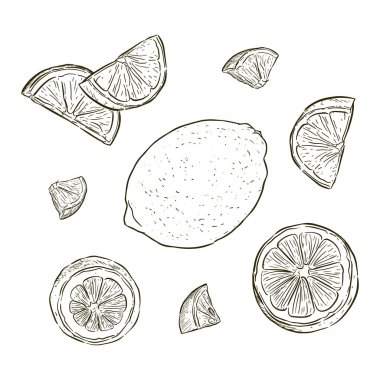 Vektör elle çizilmiş kireç veya limon ayarlayın. Bütün limon, dilimlenmiş parçaları, yarı, leafe ve tohum kroki. Meyve stil illüstrasyon kazınmış. Detaylı narenciye çizim. Büyük su, meyve suyu, detoks içecek için