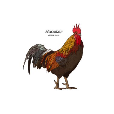 Elle çekilen horoz izole edildi. Oymalı stil vektör illüstrasyonu. Tasarımınız için şablon.