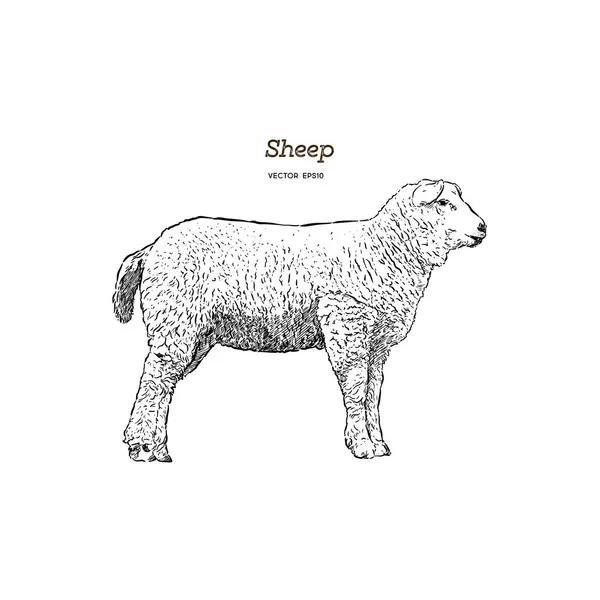 Stile Schizzo Pecora Illustrazione Disegnata Mano Bellissimo Animale Disegno Linea — Vettoriale Stock