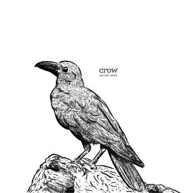 Cadılar Bayramı için siyah bir kuş elle çizim bir karga çizimi