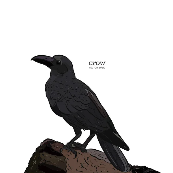 Ilustración Cuervo Dibujo Mano Pájaro Negro Para Halloween — Vector de stock