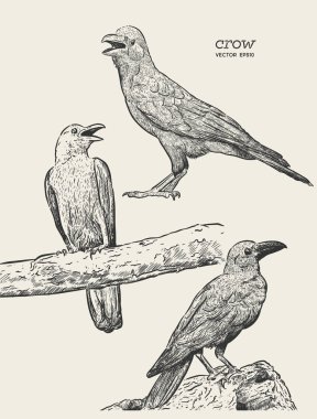 Cadılar Bayramı için siyah bir kuş elle çizim bir karga çizimi