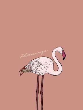 Flamingo vektör çizim. Hat sanat tasarım, stil oyma. Eskiz sanat