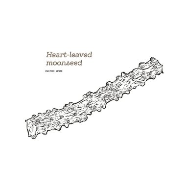 kalp yaprak moonseed ot için sağlıklı, Tinospora cordifolia (Willd)., Menispermaceae. El çizmek sketch vektör.