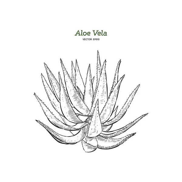 Vetor Aloe Vera Ilustrações Desenhadas Mão Desenho Detalhado Aloe Vera — Vetor de Stock