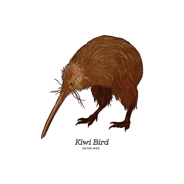 Norra Brown Kiwi Apteryx Mantelli Vintage Illustration Vektor — Stock vektor