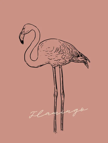 Ilustração Vetorial Flamingo Design Arte Linha Estilo Gravura Desenho Arte —  Vetores de Stock