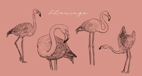 Ilustrasi Vektor Flamingo Desain Seni Garis Gaya Ukiran Sketsa Karya - Stok Vektor