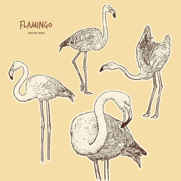 Ilustração Vetorial Flamingo Design Arte Linha Estilo Gravura Desenho Arte —  Vetores de Stock