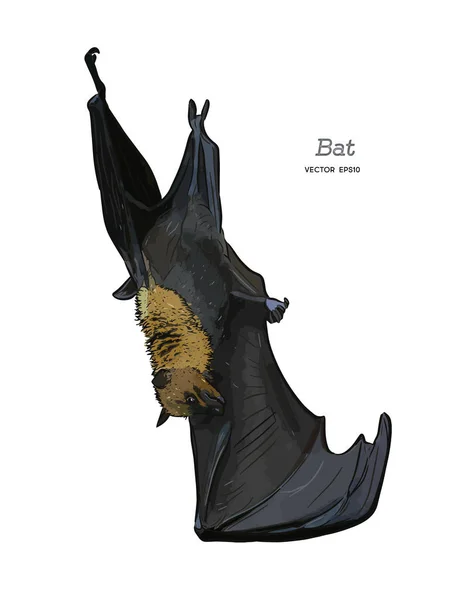 Bat Ilustrace Kresba Gravírování Inkoust Perokresby Vektor — Stockový vektor