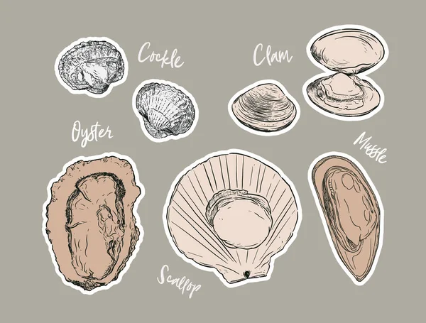 Coleção Shell Desenho Mão Vetor Esboço Conjunto Frutos Mar — Vetor de Stock