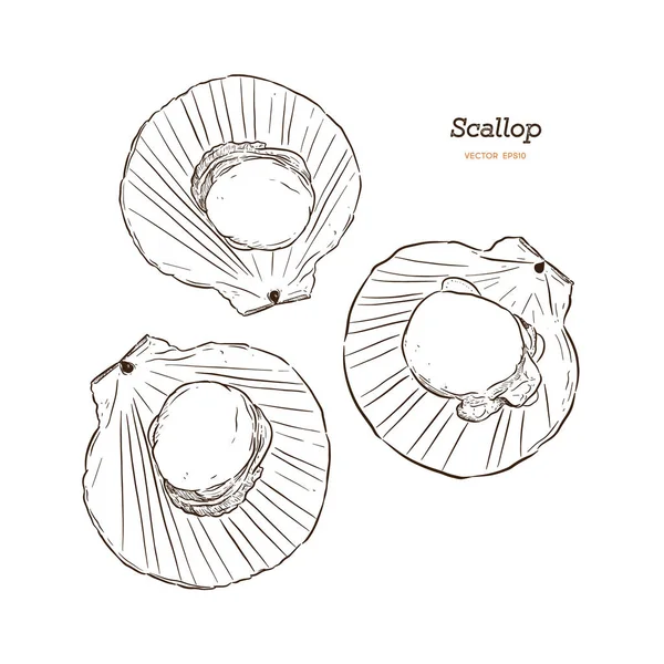 Scallops Ilustração Vetorial Estilo Esboço Desenhado Mão —  Vetores de Stock