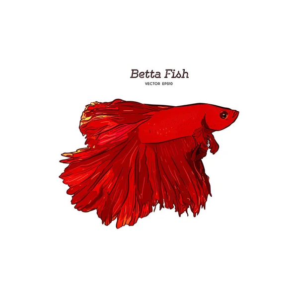 Vector Dibujado Mano Rojo Betta Splendens Pescado Aislado Sobre Fondo — Vector de stock