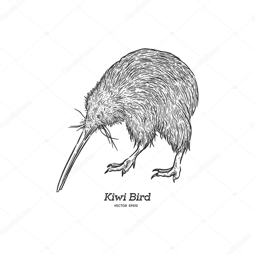 North Island Brown Kiwi (Apteryx Mantelli) / vintage illustration vector.