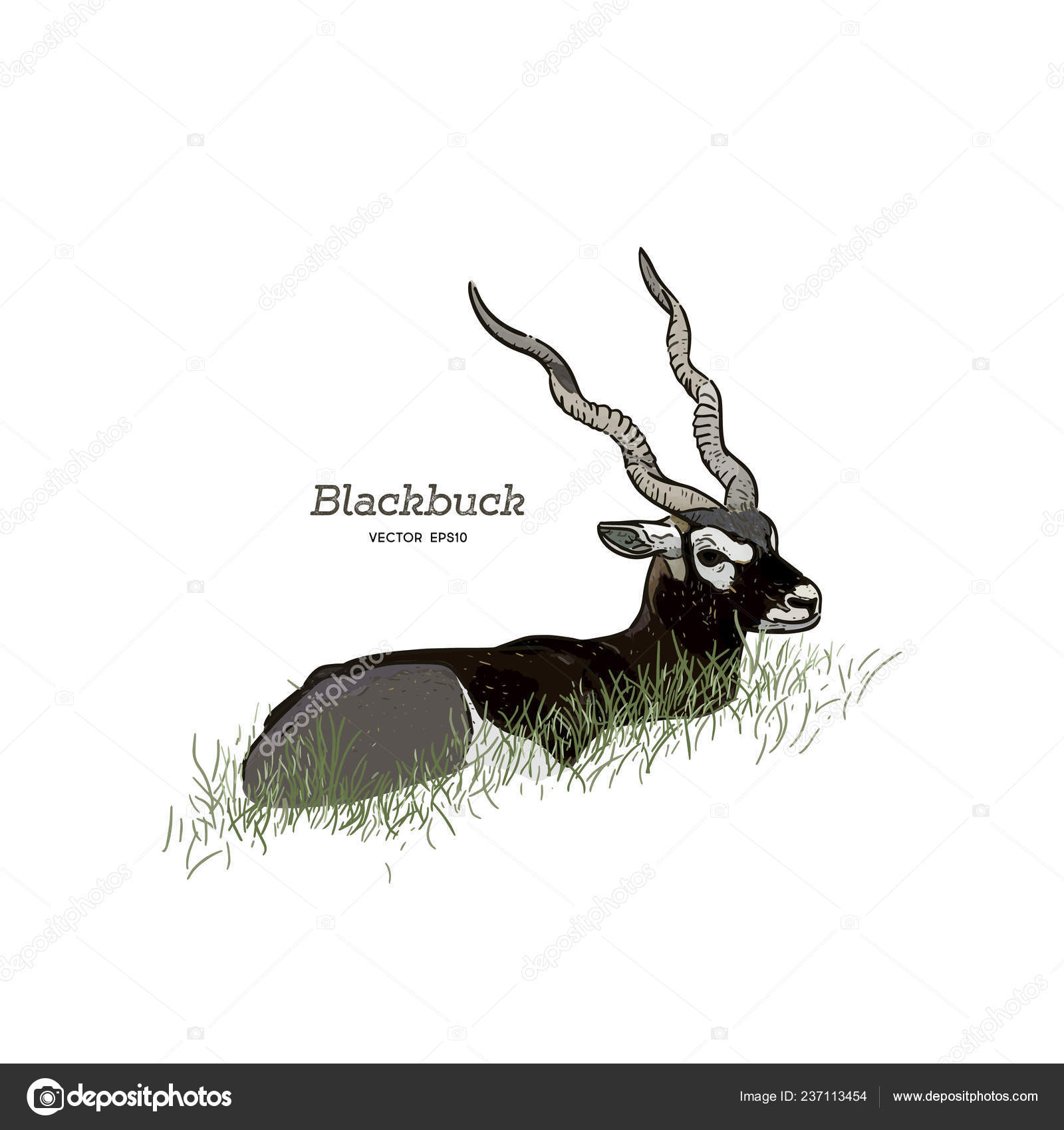 An Cute Little Deer For Coloring Outline Sketch Drawing Vector, Buck Drawing,  Buck Outline, Buck Sketch PNG and Vector with Transparent Background for  Free Download