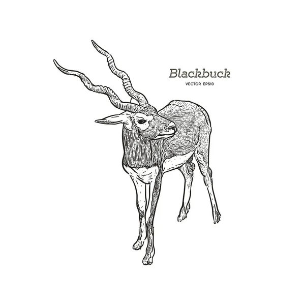 Antílope Blackbuck Strepsiceros Cervicapra Vector Ilustración — Archivo Imágenes Vectoriales