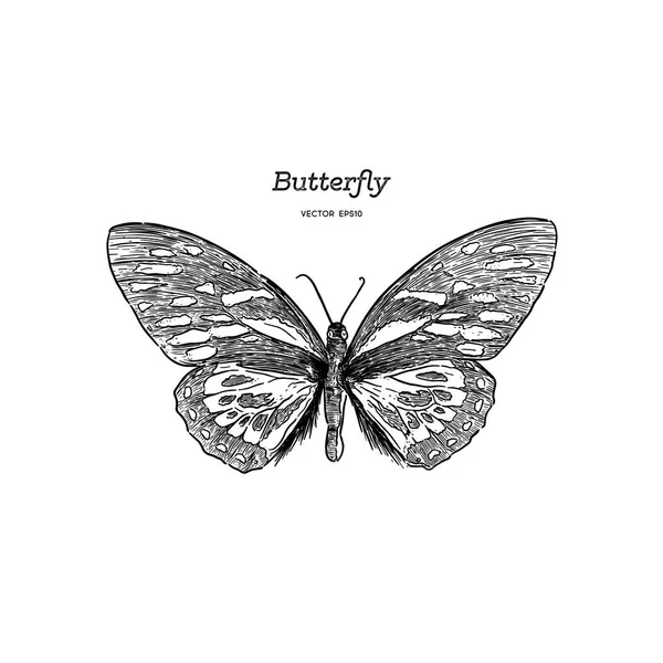 Orange Monarch Butterfly Ruční Kreslení Vektorové Skici — Stockový vektor