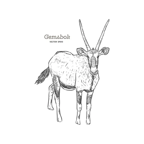 Retrato Gemsbok Com Dois Chifres Olhando Para Cam Vista Lateral —  Vetores de Stock