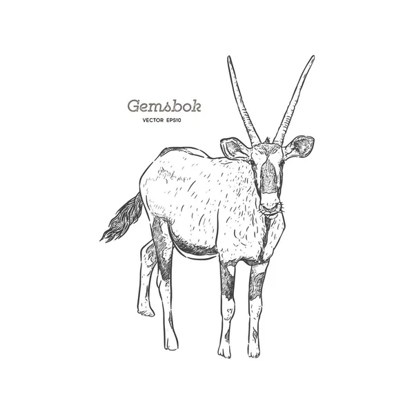 Retrato Gemsbok Pie Con Dos Cuernos Mirando Leva Vista Lateral — Archivo Imágenes Vectoriales