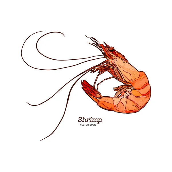Shrimp Sea Caridea Animal Engraving Vector Illustration — Stock Vector