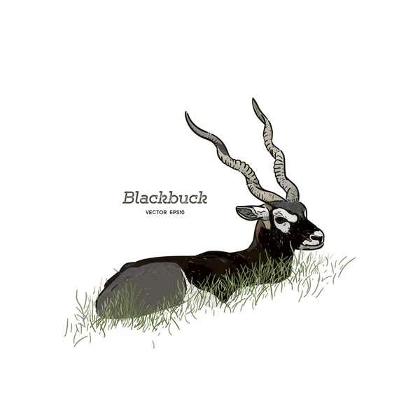 Sitting Blackbuck Antelope Strepsiceros Cervicapra Illustration Vector Stock Illustration