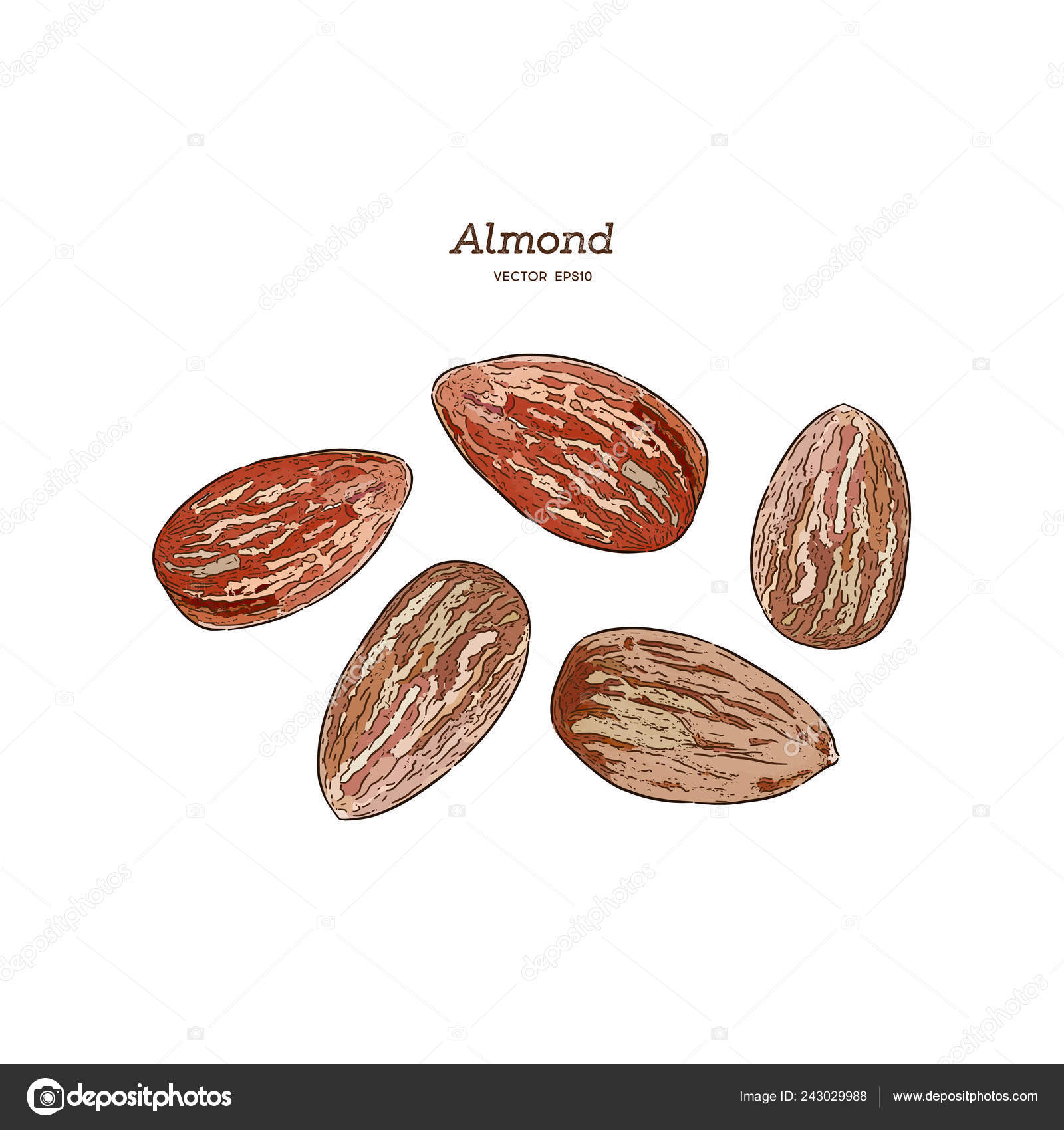 Almond Hand Draw Sketch Vector Stock Vector Image by ©kirpmunhotmail