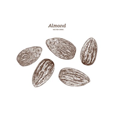 Badem, el çizmek sketch vektör.