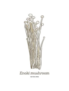 (Enokitake) karikatür vektör yenilebilir enoki mantar. El çizmek sketch vektör.