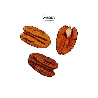 Sketch vektör pecans, el çizmek.