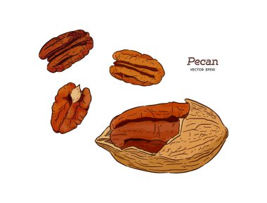 Sketch vektör pecans, el çizmek.