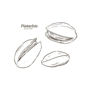 Fıstık fındık ayarla, stil vektör çizim kroki
