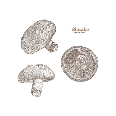 Shiitake: mantar ve shiitake biraz. Mantar. Vektör vektör çizilen illüstrasyon - el