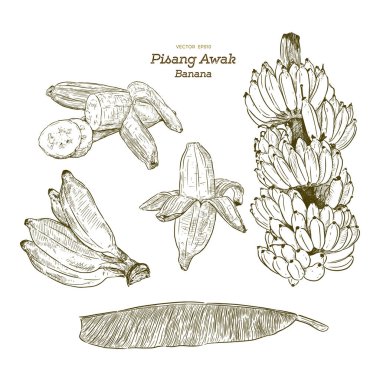 Pisang uyanık muz. Tay Kluai Namwa diye. El çizmek sketch vektör. 