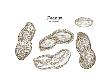 Fıstık kümesi illüstrasyon vektör, beraberlik sketch vektör el.