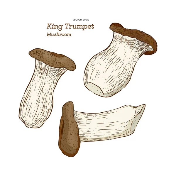Гриб Типу King Trumpet Векторні Ілюстрації Векторні — стоковий вектор