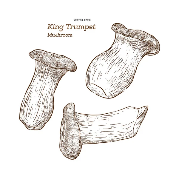 Tipo Cogumelo King Trumpet Vector Ilustração Vetor —  Vetores de Stock