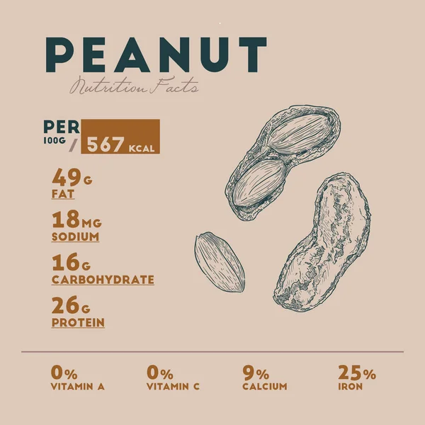 Nutrição Fatos Amendoim Mão Desenhar Esboço Vetor —  Vetores de Stock