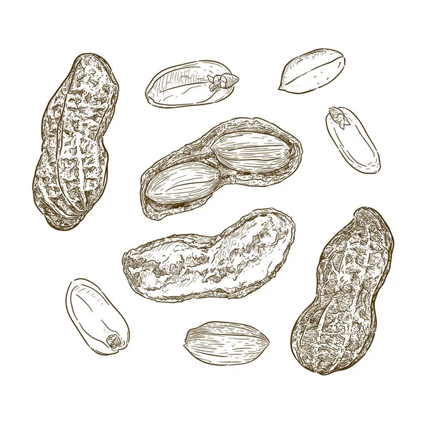Fıstık kümesi illüstrasyon vektör, beraberlik sketch vektör el.