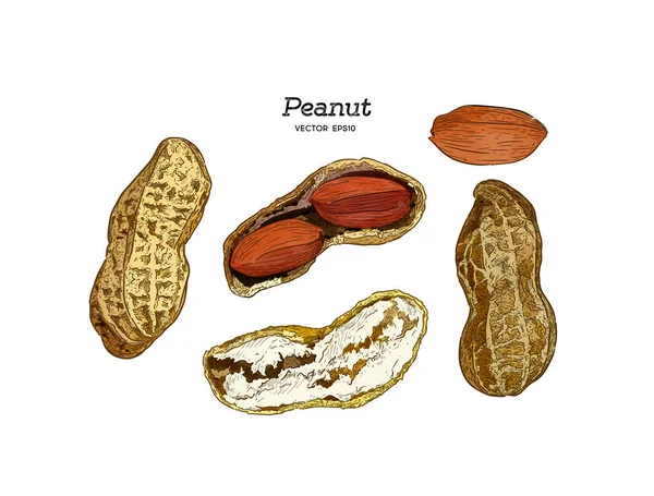 Conjunto Ilustração Vetorial Amendoins Desenho Mão Vetor Esboço — Vetor de Stock