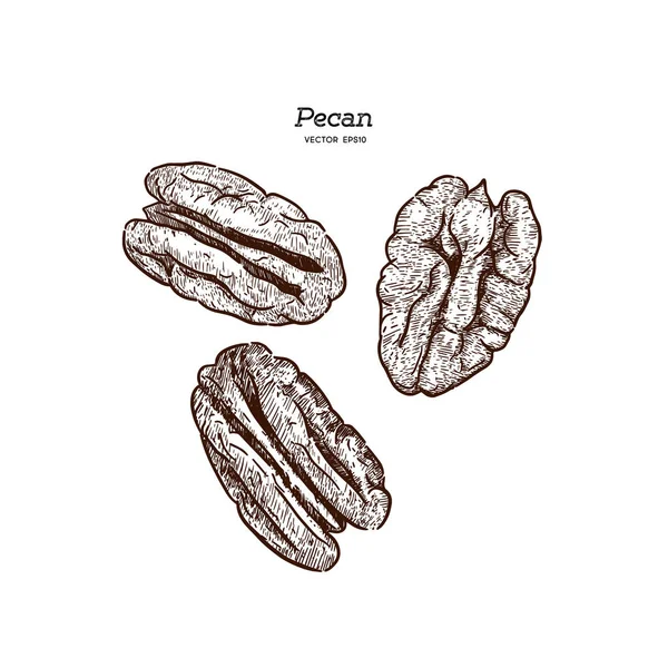 Pecans Dibujo Mano Vector Bocetos — Vector de stock