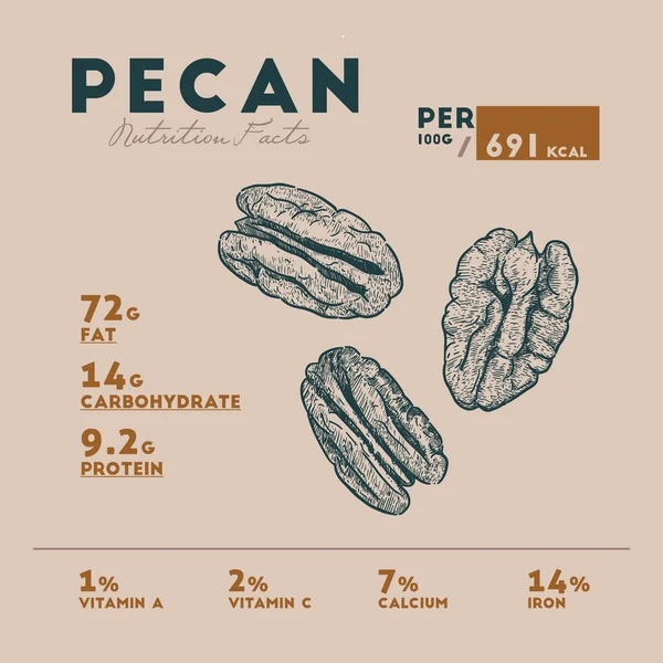 Nutririon Feit Van Pecan Schets Hand Tekenen Moer Pecan Vectorillustratie — Stockvector