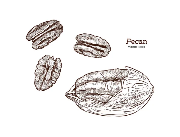 Pecans Dibujo Mano Vector Bocetos — Vector de stock