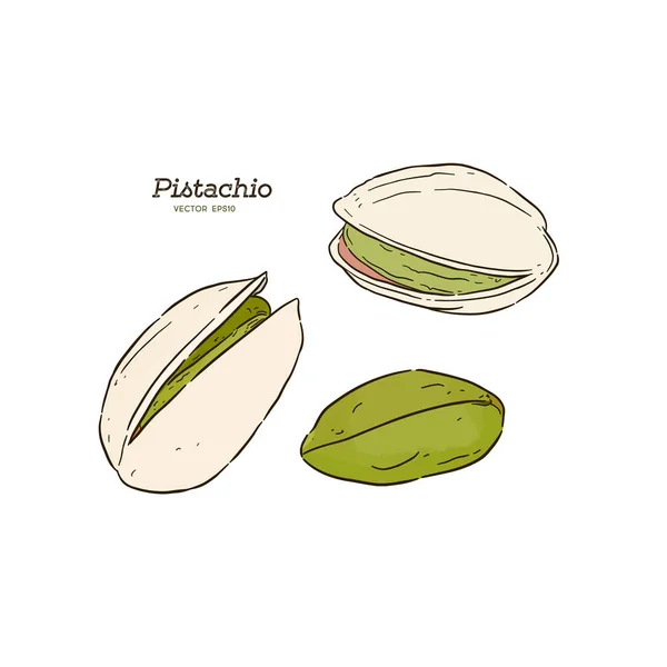 Ensemble Pistaches Illustration Vectorielle Style Croquis — Image vectorielle
