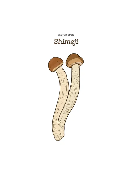 Mano Che Disegna Fungo Gourmet Shimeji Stile Incisione Vintage Illustrazione — Vettoriale Stock