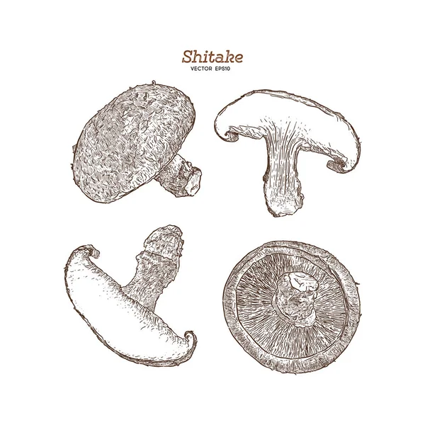 Shiitake Fungo Shiitake Fungo Illustrazione Disegnata Mano Vettoriale Vettore — Vettoriale Stock