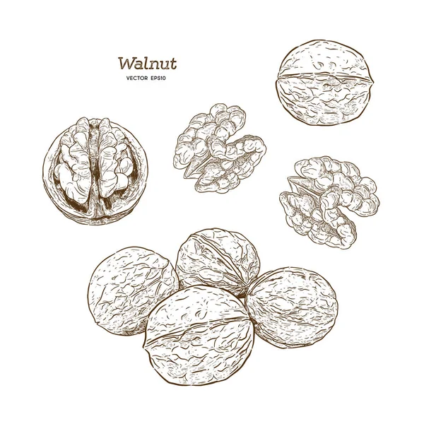 Walnut Illustration Hands Retro Style Vector Image Vector — Stock Vector
